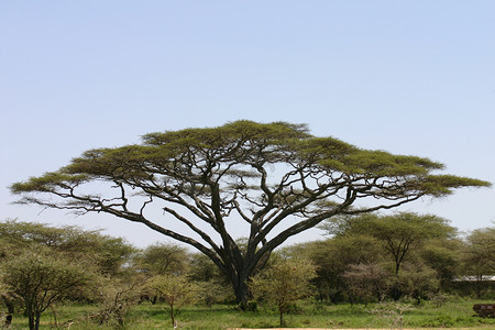safari摄影照片_非洲大草原夏季图片 Wild Safari 坦桑尼亚 卢旺达 博茨瓦纳 肯尼亚