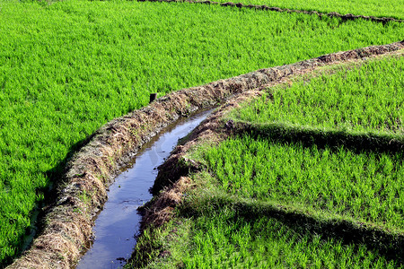 稻田灌溉