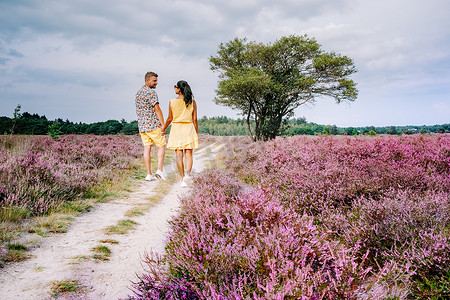 粉紫色摄影照片_荷兰 Hilversum Veluwe Zuiderheide 附近盛开的石南花田，早晨盛开的粉紫色石南花田，日出时有薄雾