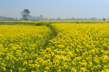 美丽的黄芥末花在美丽的田野里，蓝天前金黄色的油菜花田，