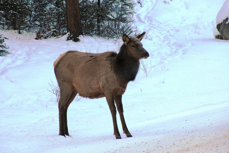 雪地里的加拿大驯鹿