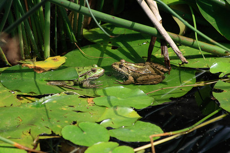 大自然中的两只青蛙
