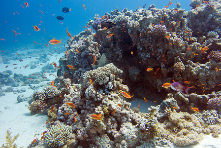 在热带海底的五颜六色的珊瑚礁，水下