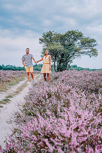 粉紫色摄影照片_荷兰 Hilversum Veluwe Zuiderheide 附近盛开的石南花田，早晨盛开的粉紫色石南花田，日出时有薄雾