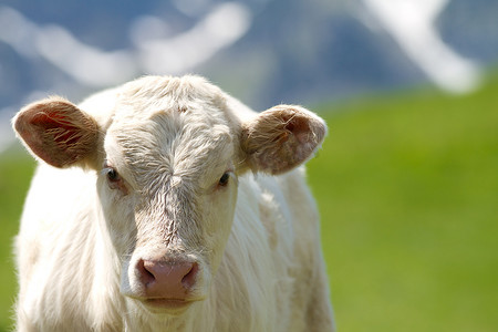 牛摄影照片_小牛在草原