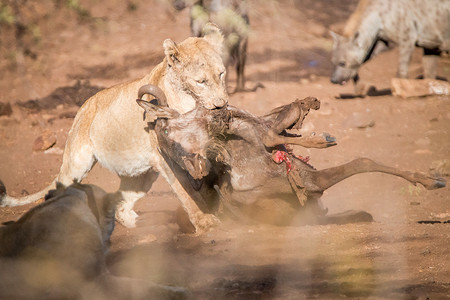 游猎摄影照片_狮子携带一只蓝色角马猎物。