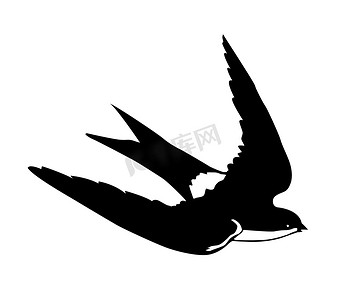 燕子飞翔摄影照片_在白色背景上飞翔的燕子的矢量轮廓