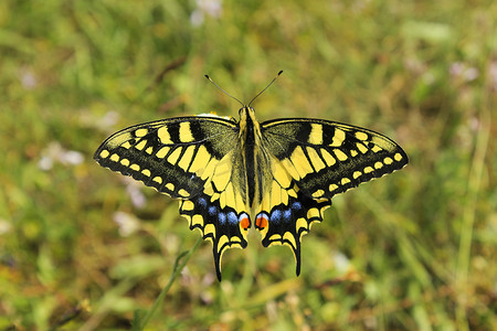 在花和植物、自然和野生动物、昆虫生活、绿色背景的蝴蝶燕尾。