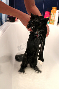 洗澡时洗一只黑猫