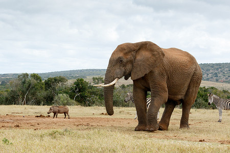 给我拍张照片 非洲丛林大象