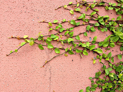 绿植墙摄影照片_红墙魔术贴绿植攀爬背景