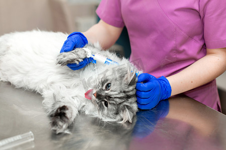 一名年轻的女麻醉师，一名兽医，将导管插入猫体内并在手术前进行麻醉。