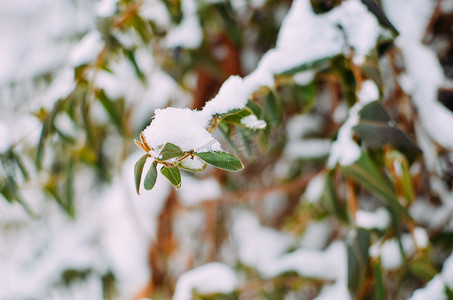 雪中​​绿叶忍冬藤本植物