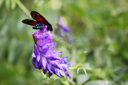 花和植物上的蝴蝶，自然和野生动物，昆虫生活，绿色背景。