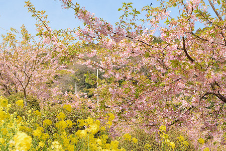 春天樱花节摄影照片_日本春天的风景，粉红色的樱花和黄色的油菜花