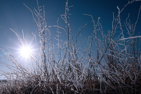 冰冷的树枝和树枝在雪中对抗季节性的蓝色黎明