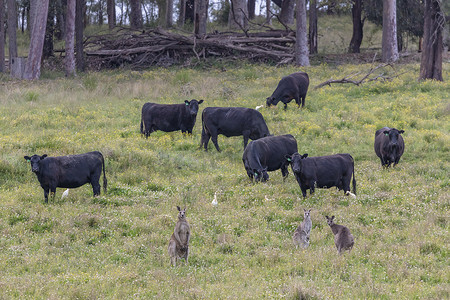 澳大利亚地区田野里的鸟牛和袋鼠