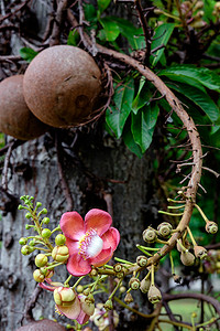 Couroupita guianensis - 炮弹树花