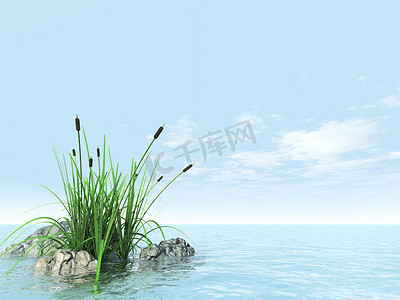 草藤摄影照片_水天一色的环境中的石头草藤