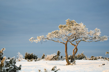在冬天风景的冷淡的松树