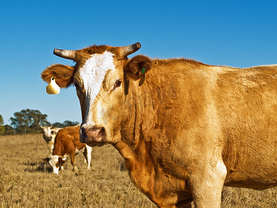 牛摄影照片_澳大利亚培育的棕色和白色肉牛