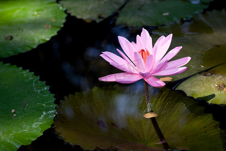 粉色漂浮的花瓣摄影照片_池塘里的睡莲