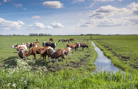 荷兰牧场摄影照片_在荷兰阿默斯福特附近绿草如茵的草地上发现红牛和公牛
