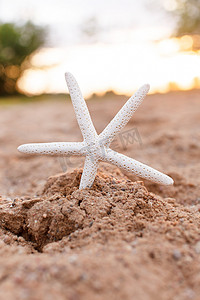 沙滩上美丽的海星