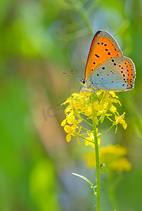 夏花上的橙色蝴蝶