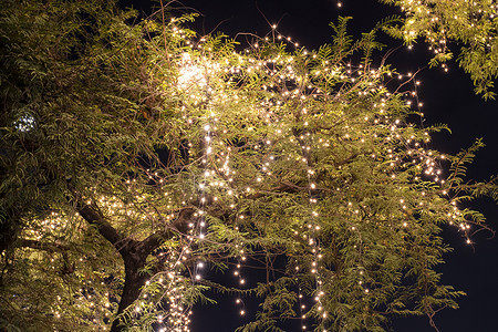 串灯摄影照片_花园里挂在树上的装饰性户外串灯