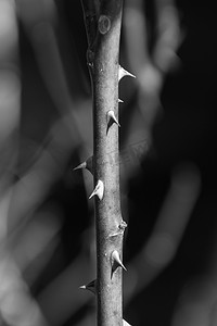 一根黑白相间、背景模糊的尖尖玫瑰茎在罗马尼亚拍摄