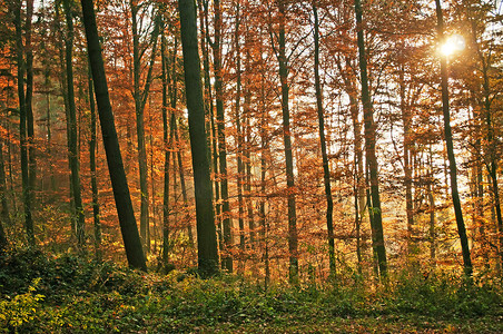 秋季彩绘森林