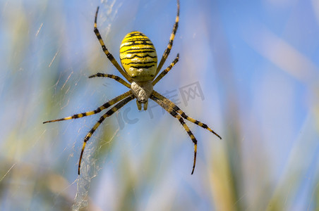 小黄蜂蜘蛛在草地上的相机里看起来很可爱