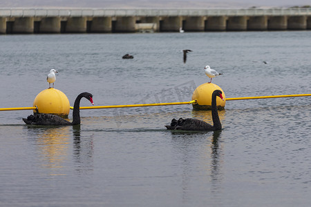 两只黑天鹅在古尔瓦墨累河口附近的大河口划水