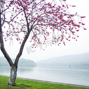 湖边粉色桃花花树