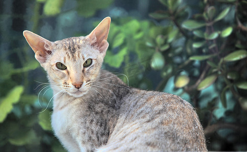 眼耳摄影照片_大耳猫