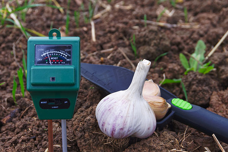 种植大蒜并测量土壤的 pH 值