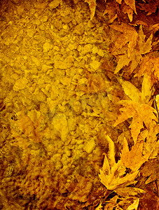 树叶边框摄影照片_秋天的树叶边框