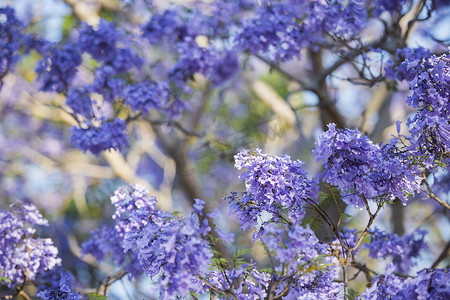 五颜六色的盛开的蓝花楹树