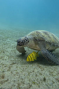 埃及红海底部带黄色异国情调鱼的单海龟