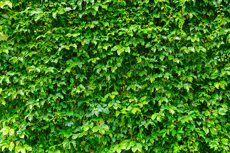 春天绿色植物摄影照片_绿色植物墙