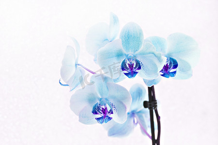 蓝色花束摄影照片_白色背景上的蓝色兰花蝴蝶兰花束
