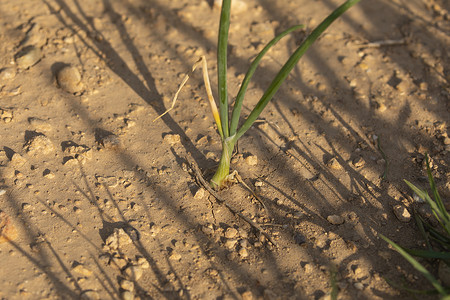 大蒜种植摄影照片_洋葱在农田里种植，西班牙的农业。