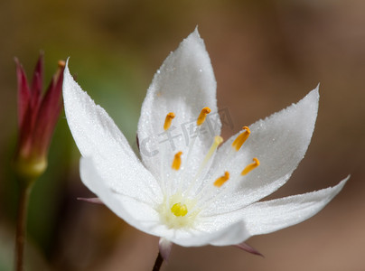 林花-Trientalis europaea L.