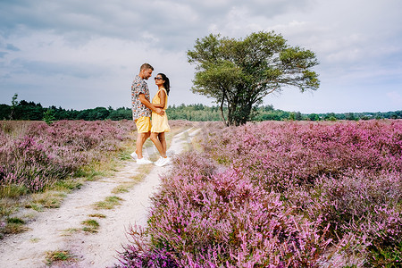 荷兰 Hilversum Veluwe Zuiderheide 附近盛开的石南花田，早晨盛开的粉紫色石南花田，日出时有薄雾