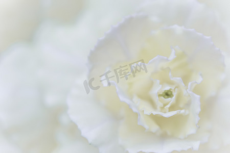 抽象花卉背景，白色康乃馨花。
