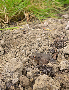小棕色欧洲蟾蜍坐在干燥的土地上