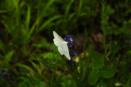 飘动摄影照片_花和植物上的蝴蝶，自然和野生动物，昆虫生活，绿色背景。