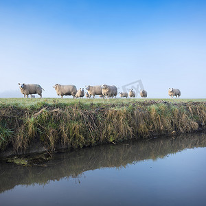 绵羊在荷兰的绿色草地和运河