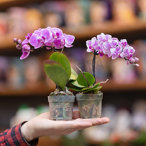 小紫色蝴蝶兰花，手上的蝴蝶兰植物